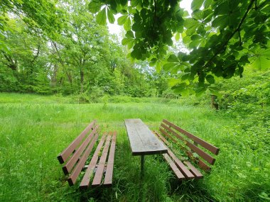 Holzsitzugruppe im Wald umgeben von üppiger Vegetation