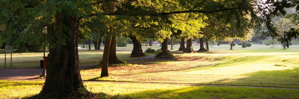 Bäume im Park 1 Von Bäumen gesäumter Weg, auf den das Sonnenlicht fällt