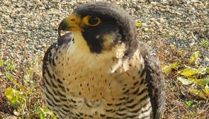 Falke Falke in Nahaufnahme