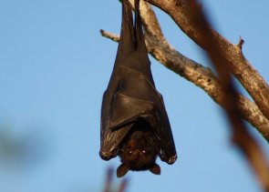 Fledermaus Fledermaus hängend an Ast