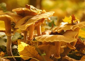 Pilzführung Größere Anzahl von gelben Pilzen in Nahaufnahme
