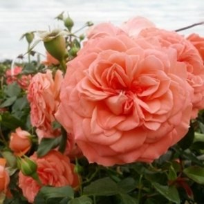 Rose Rose
